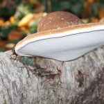 Mushroom Forest Adventure